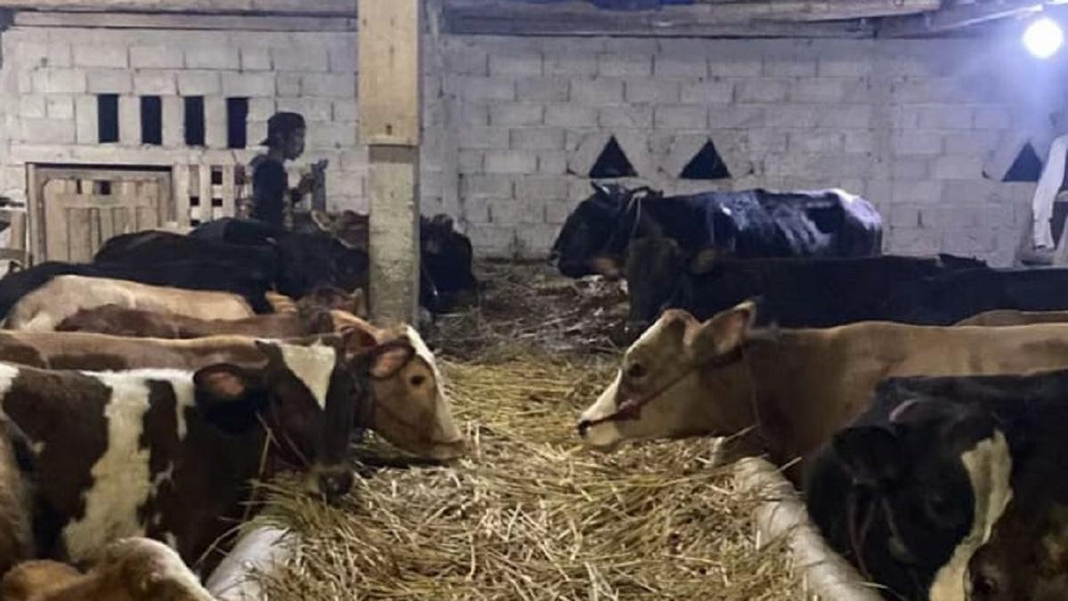 Tips Membeli dan Merawat Sapi untuk Persiapan Qurban Idul Adha, Langsung dari Peternak