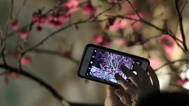 Bunga Sakura pada Malam Hari di Taiwan
