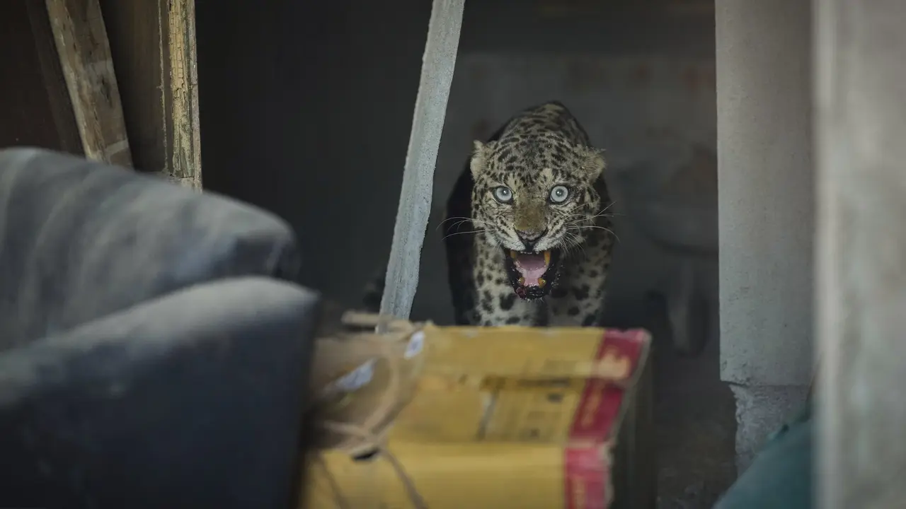 Serangan macan tutul melukai tiga orang di Guwahati India
