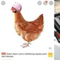 6 Helm untuk Ayam Ini Anti-mainstream, Bikin Ngakak (sumber: Twitter/txtdarionlshop/hasyimarr)