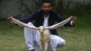 <p>Peternak, Mohammad Hassan Narejo, memperlihatkan telinga panjang anak kambing Simba, di Karachi, Pakisan pada 6 Juli 2022. Anak kambing berkulit kuning kecoklatan itu telah menarik ribuan pengikut di YouTube dan saluran lainnya sejak ia lahir di Karachi, pada 4 Juni. (Asif HASSAN / AFP)</p>