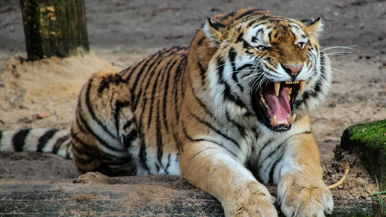 Kebun Binatang Jual Urin Harimau