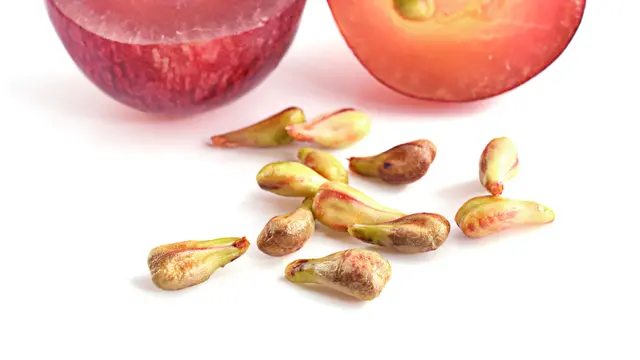 Biji Anggur