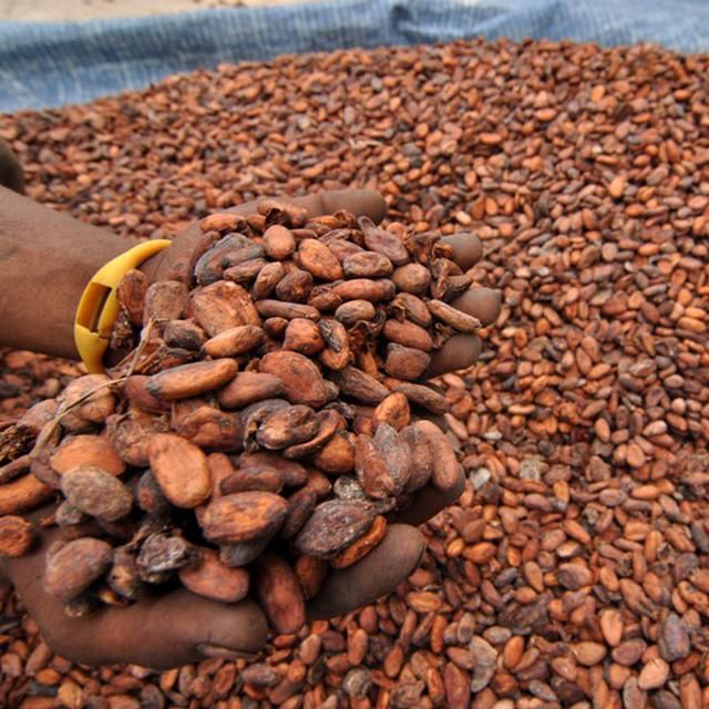 Tingkatkan Nilai Tambah Petani Kakao Blitar Raup Omzet Rp 4 8