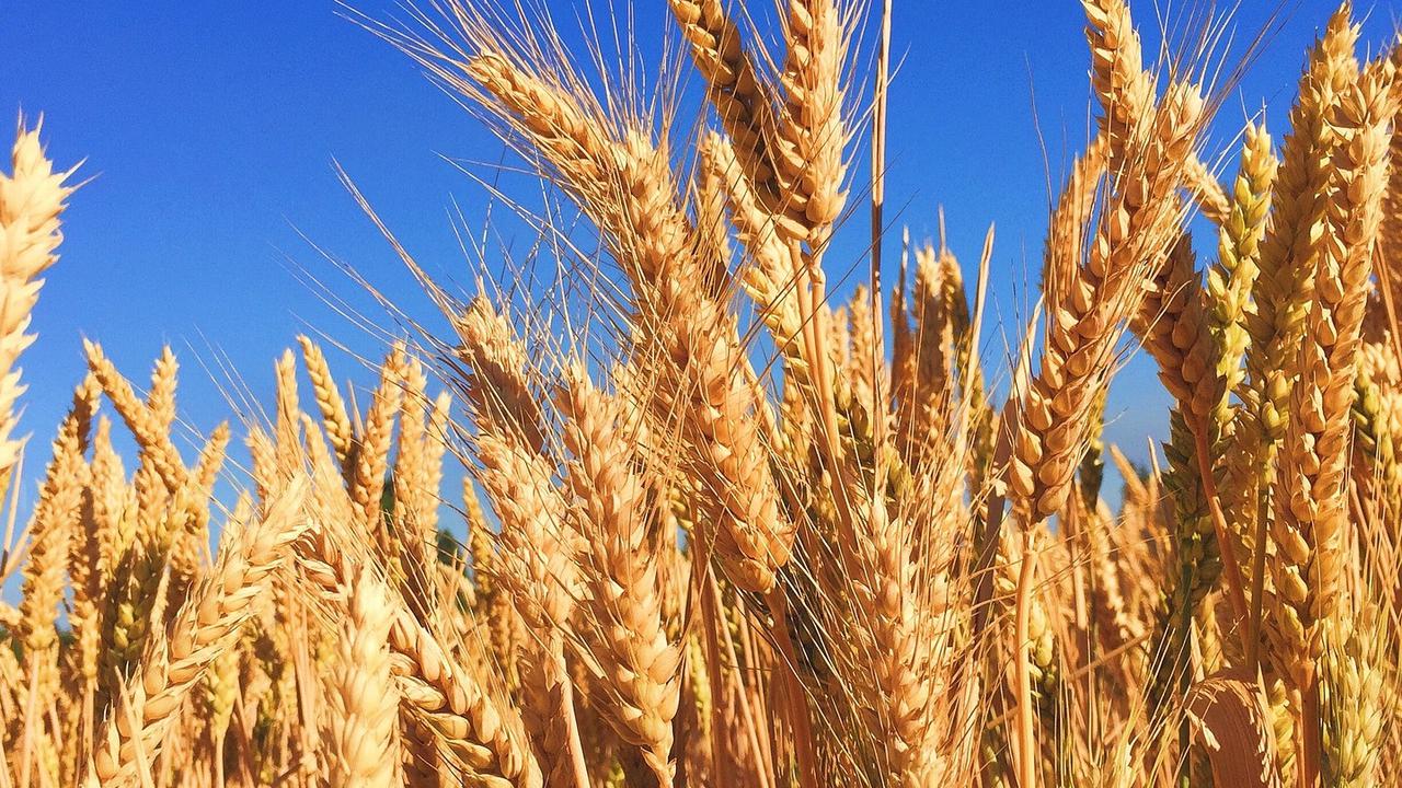 gandum / barley