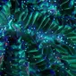 Potret Coral City Flourotour. (dok. YouTube Coral Morphologic/https://www.youtube.com/watch?v=UudJ-jqq4lw&t=26s/Natalia Adinda)
