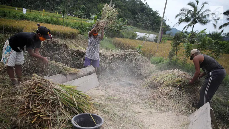 Padi Siap Panen Warga Karangasem Rusak Terkena Abu Vulkanik Gunung Agung