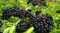 Elderberry. (Wikipedia/Creative Commons)