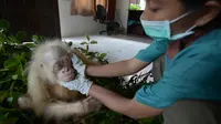 Orangutan Albino Bermata Biru Kini Sehat dan Gemuk  