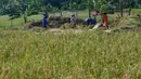 Capaian tersebut menunjukkan percepatan dibandingkan tahun sebelumnya, ketika angka serupa baru tercapai pada akhir April 2025. Tampak dalam foto, petani memanen padi jenis Inpari 32 di Kampung Tematik Mulyaharja, Bogor, Jawa Barat, Rabu (6/5/2026). (merdeka.com/Arie Basuki)