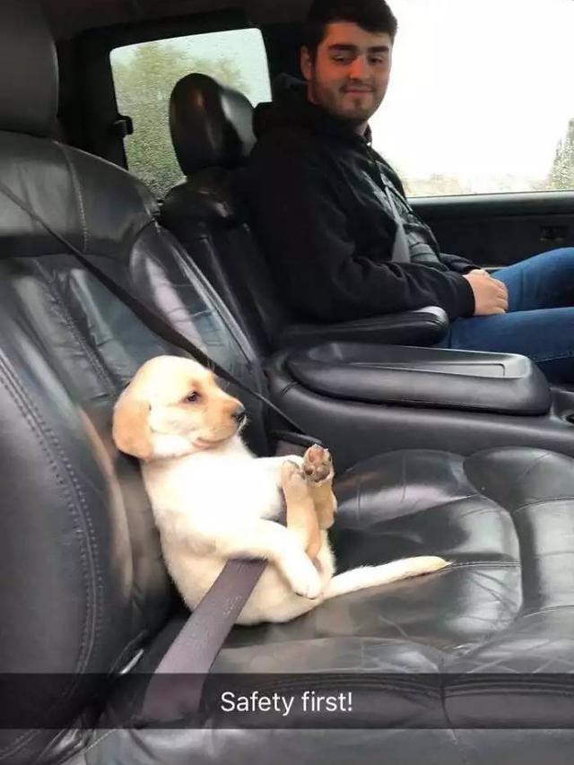 8 Momen Nyeleneh Orang Ajak Anjing Jalan-Jalan Ini Aksinya Kocak