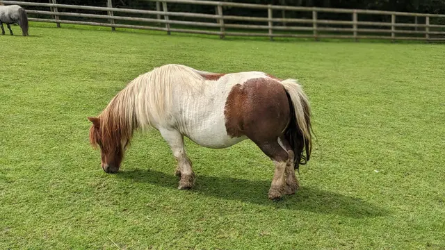 Kebijakan Donasi Hewan di Kebun Binatang Aalborg