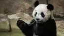 Anak panda, Yuan Meng bermain dengan bambu di kandangnya di Zoo de Beauval. Prancis pada 26 Agustus 2019. Ibu Yuan Meng dan bapaknya, Yuan Zi, merupakan pinjaman dari China yang bertujuan menekankan hubungan yang baik dengan Prancis. (GUILLAUME SOUVANT / AFP)