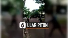 ular piton