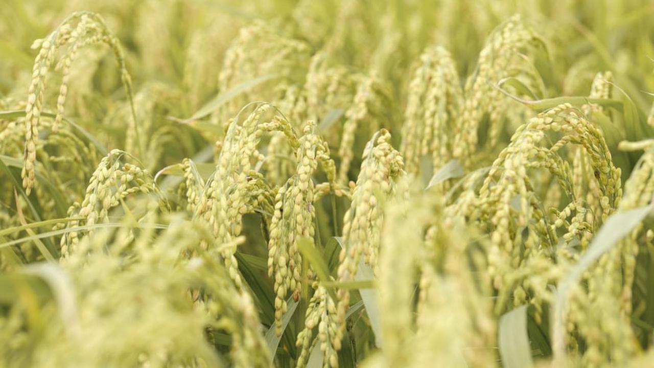 Padi Memiliki Nama Ilmiah Oryza Sativa Kata Oryza Merupakan Petunjuk