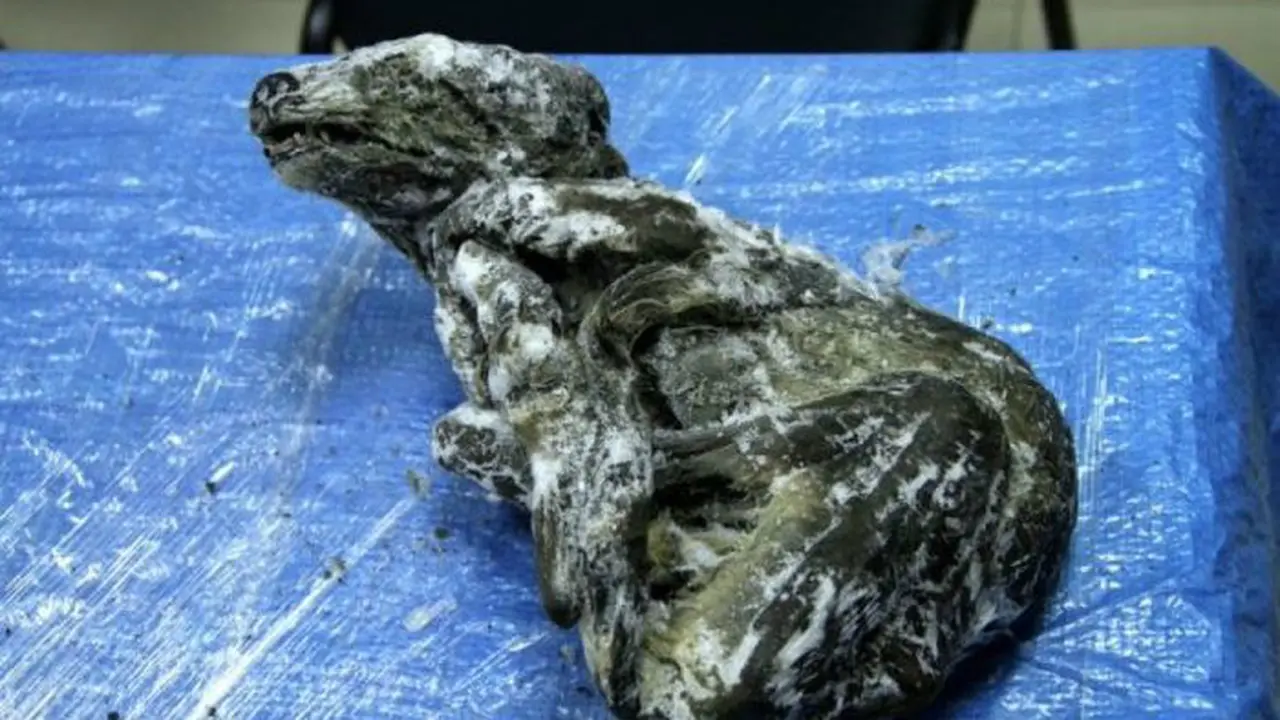 Bangkai anjing yang masih bagus ini ditemukan di wilayah Rusia yang terkenal karena penemuannya. (Supplied: The Royal Society)