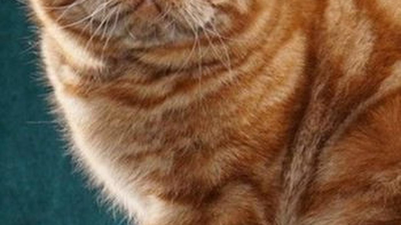 120 Nama Kucing Jantan Keren & Gagah, Cocok Diberikan ke Anak Bulu Kesayangan