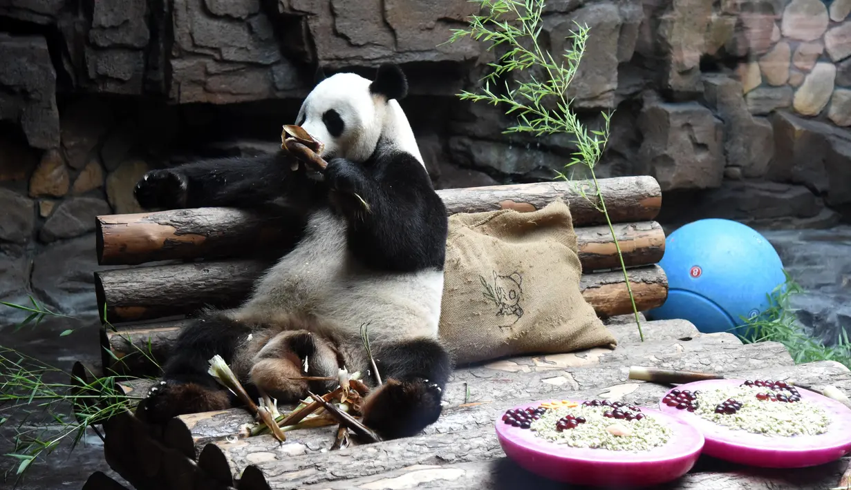 Panda raksasa Erxi menyantap bambu di sebuah ruangan berpendingin udara di Jinan Wildlife World, Jinan, Shandong, China, Minggu (14/6/2020). Jinan Wildlife World menyiapkan ruangan berpendingin udara dan es batu untuk menjaga Erxi tetap merasa sejuk seiring terus meningkatnya suhu. (Xinhua/Wang Kai)