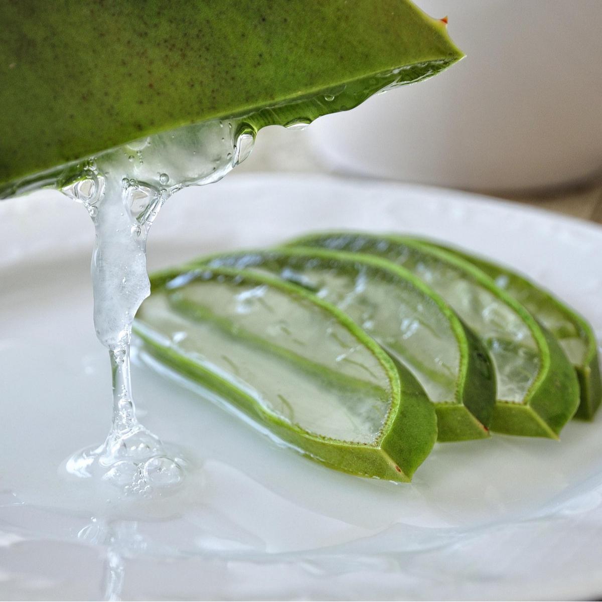 ilustrasi aloe vera