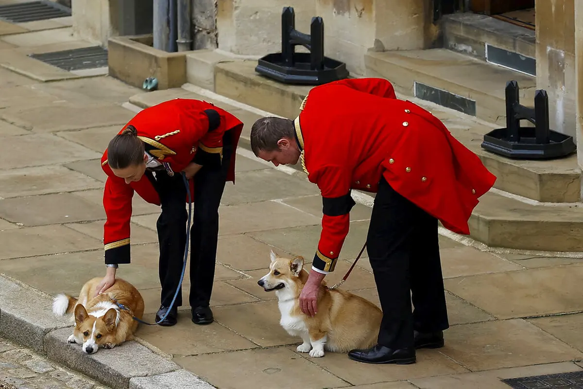 Dua anjing corgi milik Ratu Elizabeth II di pemakaman sang majikan, Senin 19 September 2022. (Foto: Peter Nicholls/Pool Photo via AP)