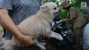 Warga membawa anjing peliharaannya untuk disuntik vaksin anti rabies di Kelapa Dua Wetan, Ciracas, Selasa (8/1). Suku Sudin KPKP Jakarta Timur menggelar sosialisasi rabies dan vaksinasi bagi anjing dan kucing. (Merdeka.com/Imam Buhori)