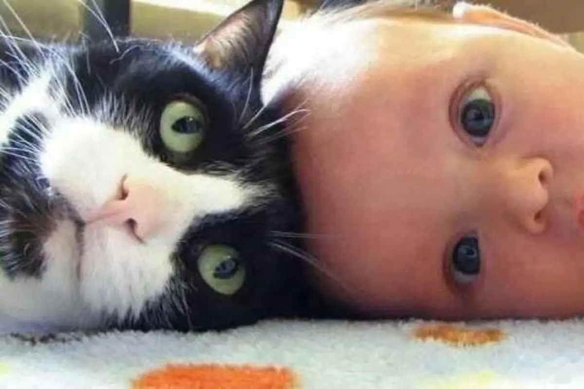 Gemas! Reaksi Bayi yang Bertemu Kucing Peliharaan Pertama Kali