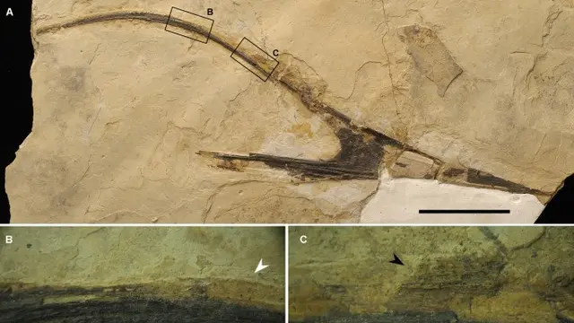 Pterosaurus