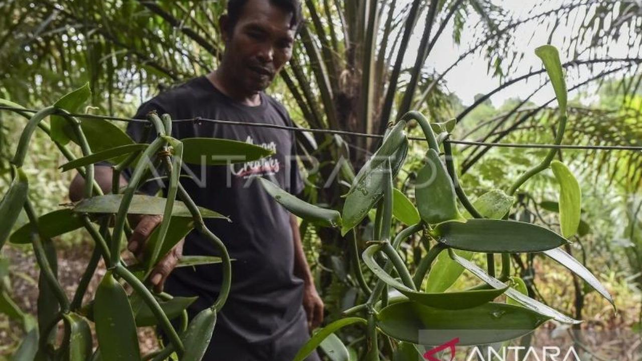 Produksi Hasil Hutan Bukan Kayu Maluku Capai 3.432 Ton Semester I-2026: Dorong Ekonomi dan Kelestarian Hutan