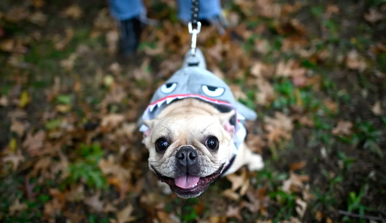 Seekor anjing mengenakan kostum ala hiu saat menghadiri Tompkins Square Halloween Dog Parade di Manhattan, New York City, Amerika Serikat, Minggu (20/10/2019). (Johannes EISELE/AFP)