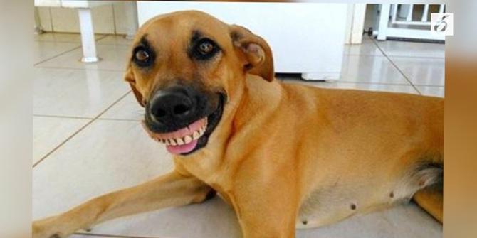 Pakai Gigi Palsu, Anjing Ini Terlihat Senyum Terus
