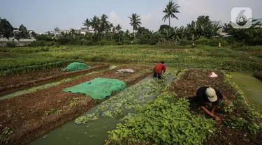 Warga memanen bayam di lahan kosong yang dimanfaatkan berkebun di kawasan Cengkareng, Jakarta Barat, Rabu (4/8/2021). Di tengah pandemi, warga di daerah tersebut bisa meraup keuntungan Rp 500 ribu sampai Rp 1 juta dalam sekali panen sayuran. (Liputan6.com/JohanTallo)