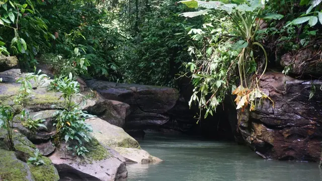 Hutan Sungai Kerapu