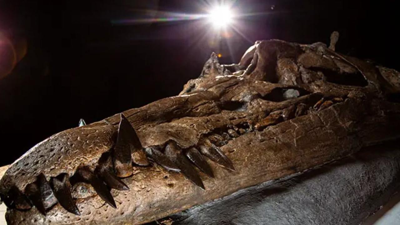 Tengkorak Monster Laut Mematikan Ini Ditemukan, Gigitannya Kalahkan T-rex