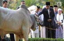 Potret 4 Sapi Jumbo pada Momen Iduladha di Masjid Al Akbar Surabaya, Beratnya Capai 1.150 Kilogram