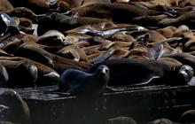 FOTO: Penampakan Ribuan Singa Laut Bersantai di Dermaga Populer California