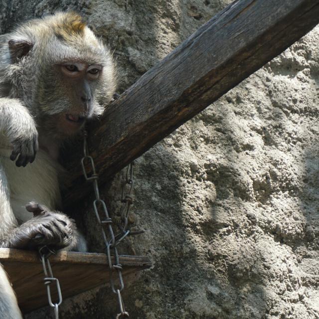 Gambar Monyet  Lucu Dan Kata Katanya