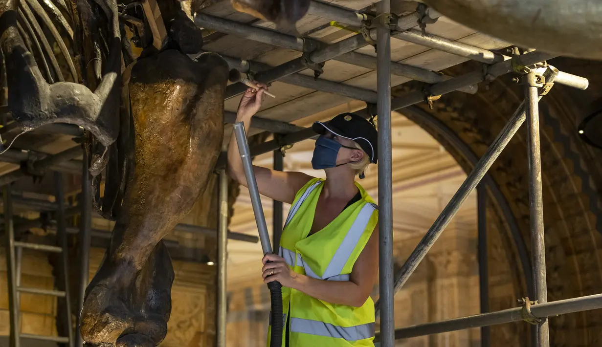 Seorang staf memoles kerangka mastodon Amerika yang dipajang di Hintze Hall, Museum Sejarah Alam, London, Inggris, Senin (27/7/2020). Museum Sejarah Alam London akan kembali dibuka mulai 5 Agustus mendatang. (Xinhua/Han Yan)