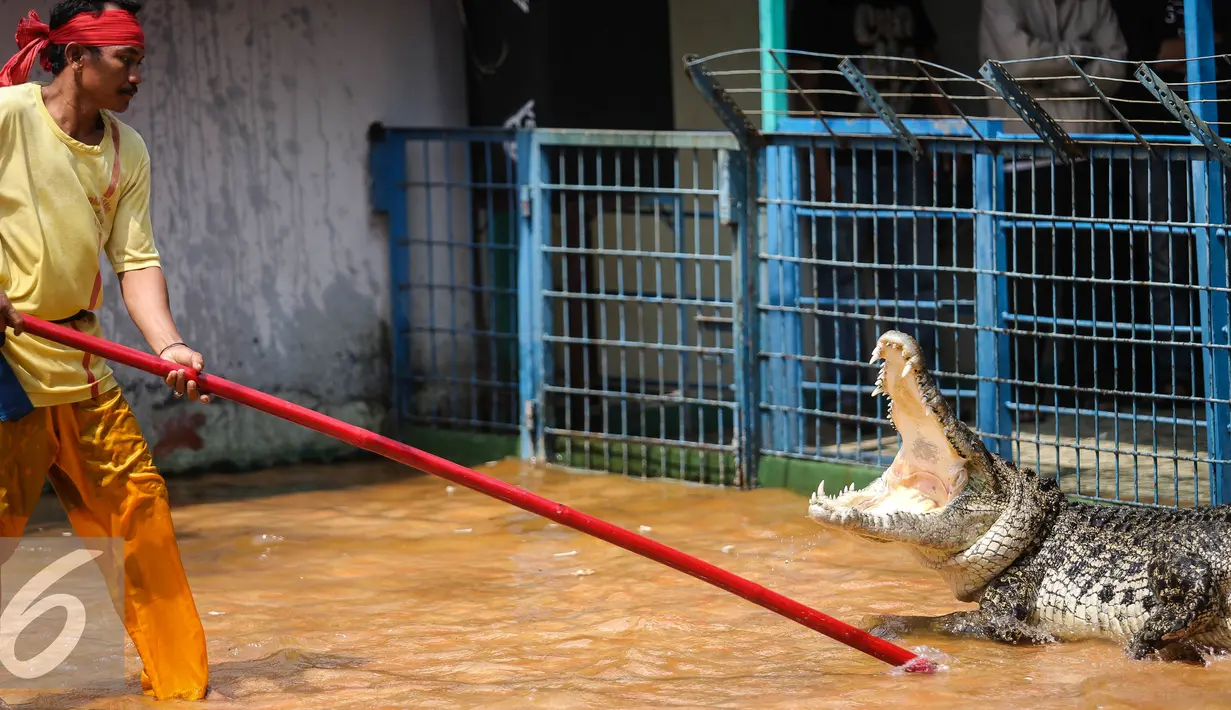 Seorang pawang menjinakan buaya dengan tongkat ketika menampilkan atraksi bersama buaya di Taman Wisata Buaya, Cibarusah, Jawa Barat, Minggu (26/7/2015). Atraksi berlangsung pada hari Minggu mulai dari pukul 11:00 dan 14:00. (Liputan6.com/Faizal Fanani)