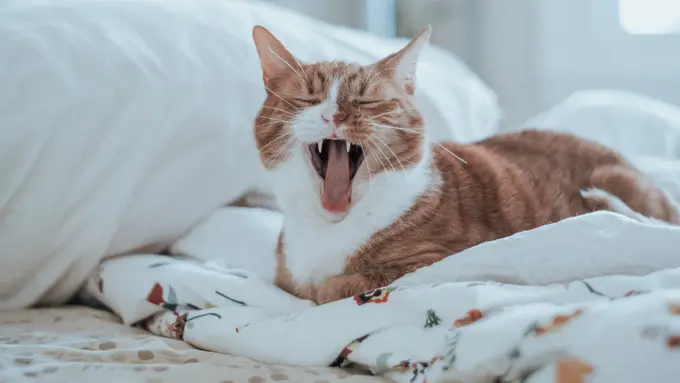 ilustrasi kucing menguap