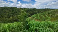 Petani Serai Wangi di Bantul Berkembang Pesat, BPOM Beri Izin Pembuatan Sabun Herbal
