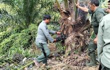 Pemerintah Aceh Bersihkan 18,5 Hektare Sawit Ilegal di Hutan Lindung Babahrot