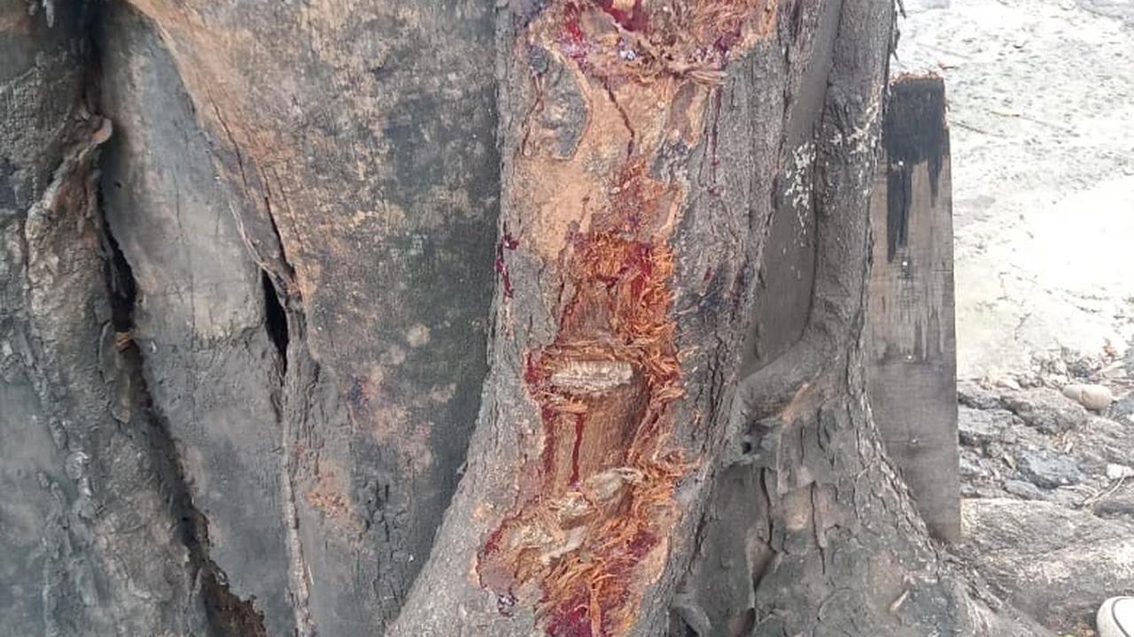 Penampakan Pohon yang Ditabrak Gary Iskak dan Kronologi Kecelakaan Hingga Meninggal Dunia
