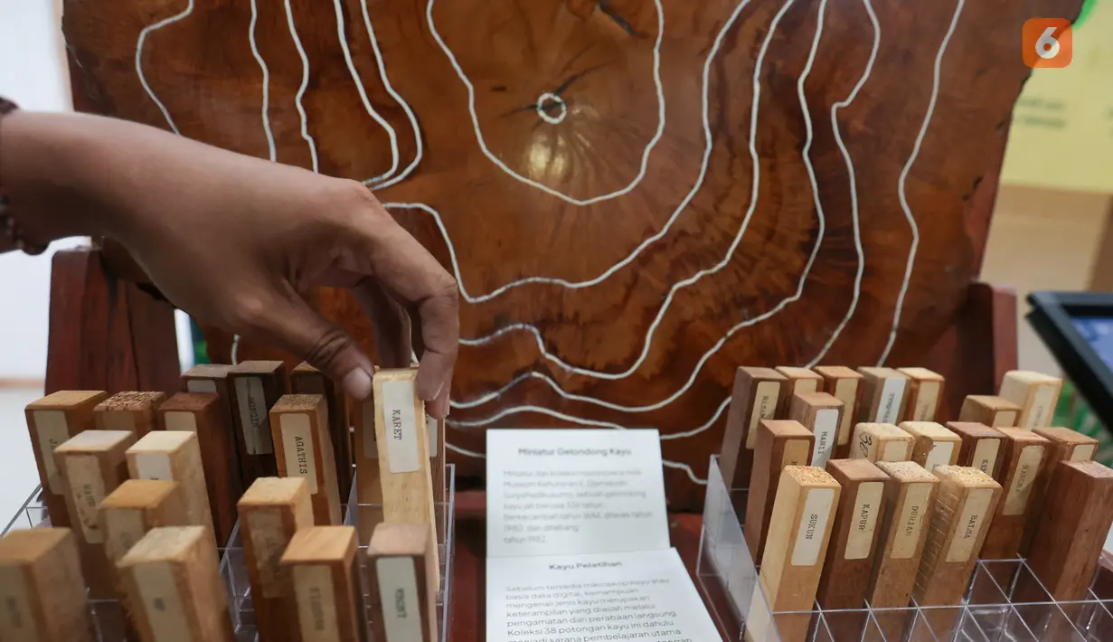 Koleksi 38 potongan kayu ini dulu merupakan sarana pembelajaran utama bagi para rimbawan setiap potongan mewakili satu jenis pohon yang berbeda lengkap dgn karakteristik serat , warna, dan tekstur masing masing turut dipamerkan di pameran hutan dan peradaban yang digelar secara gratis di area public stasiun MRT Bundaran HI, senin 12/10/2026. (KLY/Budy Santoso)