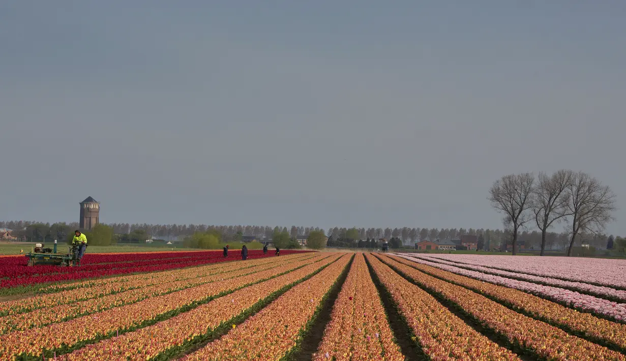 Suasana ladang tulip di Meerdonk, Belgia (3/5/2021). Sebagian besar tulip di wilayah ini ditanam khusus untuk umbi dan bukan bunganya, namun bunganya tetap di ladang sampai mekar sempurna sebelum ditebang. (AP Photo/Virginia Mayo)