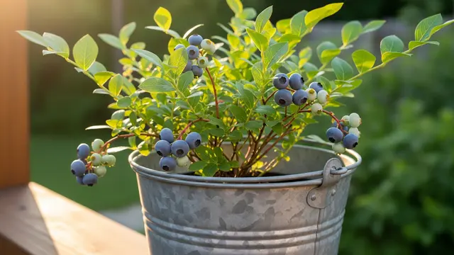 Pohon Blueberry di Pot