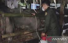 BKHIT Maluku Perketat Pengawasan Ternak Kerbau ke Sulsel, Cegah Penyakit Menular