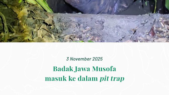 Kronologi Badak Cula Satu Mati di Translokasi Balai Taman Nasional Ujung Kulon, Ini Pemicunya