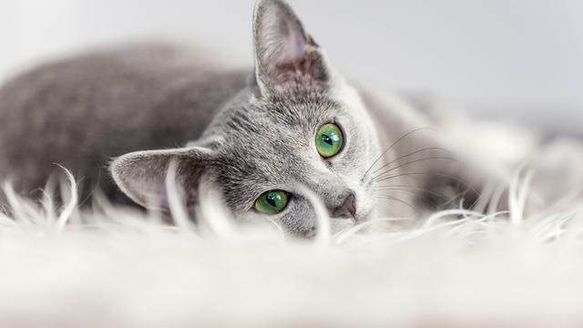 Berbagai Warna Mata pada Kucing, Ada 4 Fakta Unik di Balik Keindahannya (sub 4)