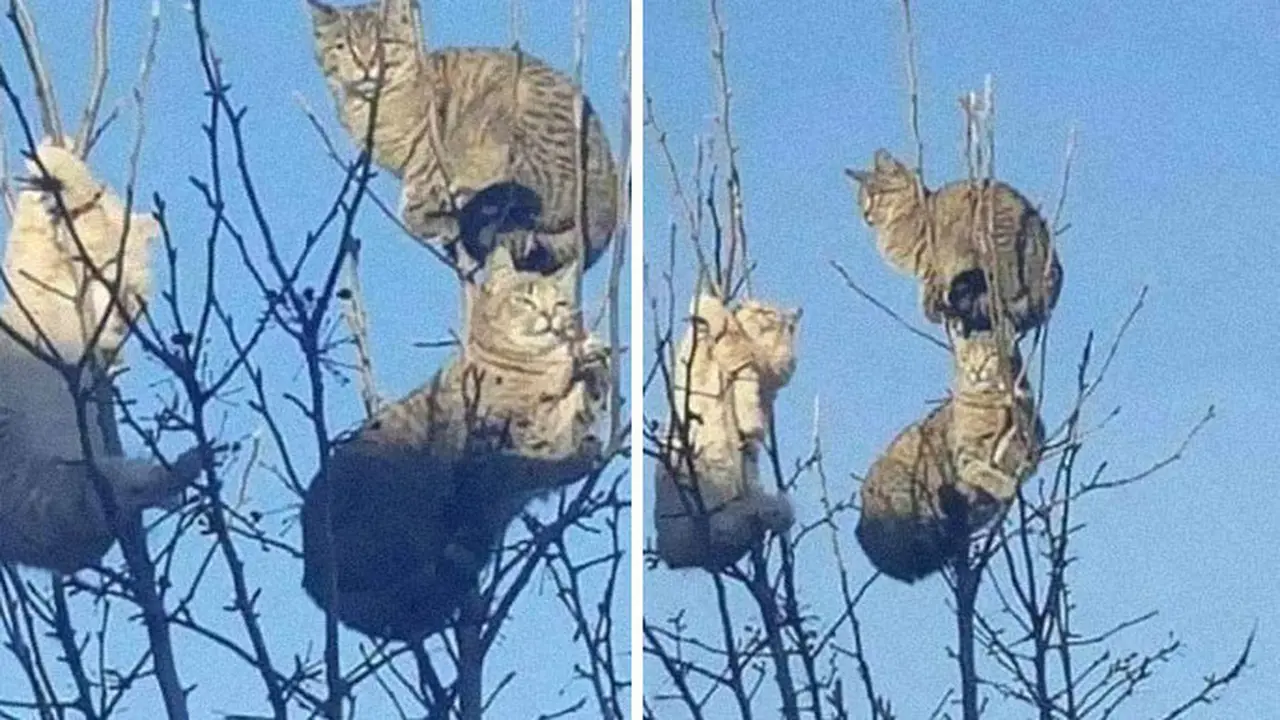 Gemas, 8 Potret Kucing Bertengger di Dahan Pohon Dikira Burung