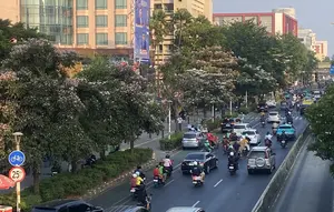 Warna-warni Tabebuya Bermekaran di Jakarta